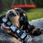 MAX & MOLLY GARDEN SMART ID COLLAR ΠΕΡΙΛΑΙΜΙΟ ΣΚΥΛΟΥ MEDIUM MAX & MOLLY GARDEN SMART ID COLLAR ΠΕΡΙΛΑΙΜΙΟ ΣΚΥΛΟΥ MEDIUM