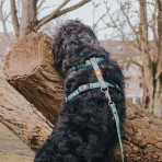 MAX & MOLLY BLACK SHEEP H-HARNESS ΣΑΜΑΡΑΚΙ ΣΚΥΛΟΥ LARGE