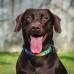 MAX & MOLLY LITTLE MONSTERS SMART ID COLLAR ΠΕΡΙΛΑΙΜΙΟ ΣΚΥΛΟΥ MEDIUM