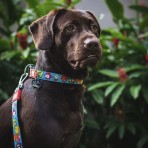 MAX & MOLLY LITTLE MONSTERS SMART ID COLLAR ΠΕΡΙΛΑΙΜΙΟ ΣΚΥΛΟΥ LARGE