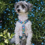 MAX & MOLLY LITTLE MONSTERS H-HARNESS ΣΑΜΑΡΑΚΙ ΣΚΥΛΟΥ XSMALL