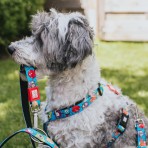 MAX & MOLLY LITTLE MONSTERS H-HARNESS ΣΑΜΑΡΑΚΙ ΣΚΥΛΟΥ SMALL