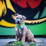 MAX & MOLLY LITTLE MONSTERS H-HARNESS ΣΑΜΑΡΑΚΙ ΣΚΥΛΟΥ MEDIUM