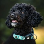 MAX & MOLLY STORM SMART ID COLLAR ΠΕΡΙΛΑΙΜΙΟ ΣΚΥΛΟΥ XSMALL