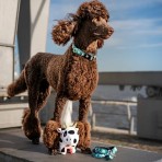 MAX & MOLLY STORM SMART ID COLLAR ΠΕΡΙΛΑΙΜΙΟ ΣΚΥΛΟΥ LARGE MAX & MOLLY STORM SMART ID COLLAR ΠΕΡΙΛΑΙΜΙΟ ΣΚΥΛΟΥ LARGE