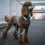 MAX & MOLLY STORM SMART ID H-HARNESS ΣΑΜΑΡΑΚΙ ΣΚΥΛΟΥ XSMALL
