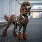 MAX & MOLLY STORM SMART ID H-HARNESS ΣΑΜΑΡΑΚΙ ΣΚΥΛΟΥ LARGE
